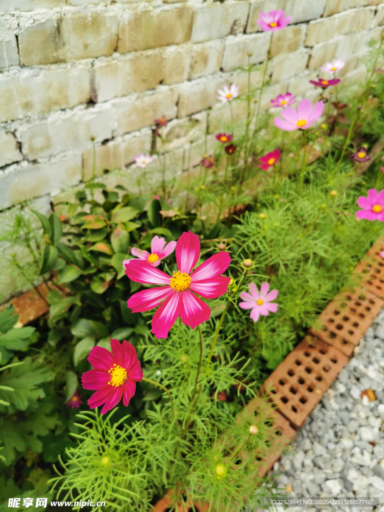 花卉格桑花