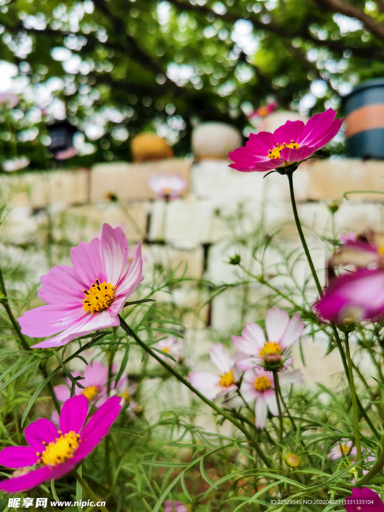 花卉格桑花