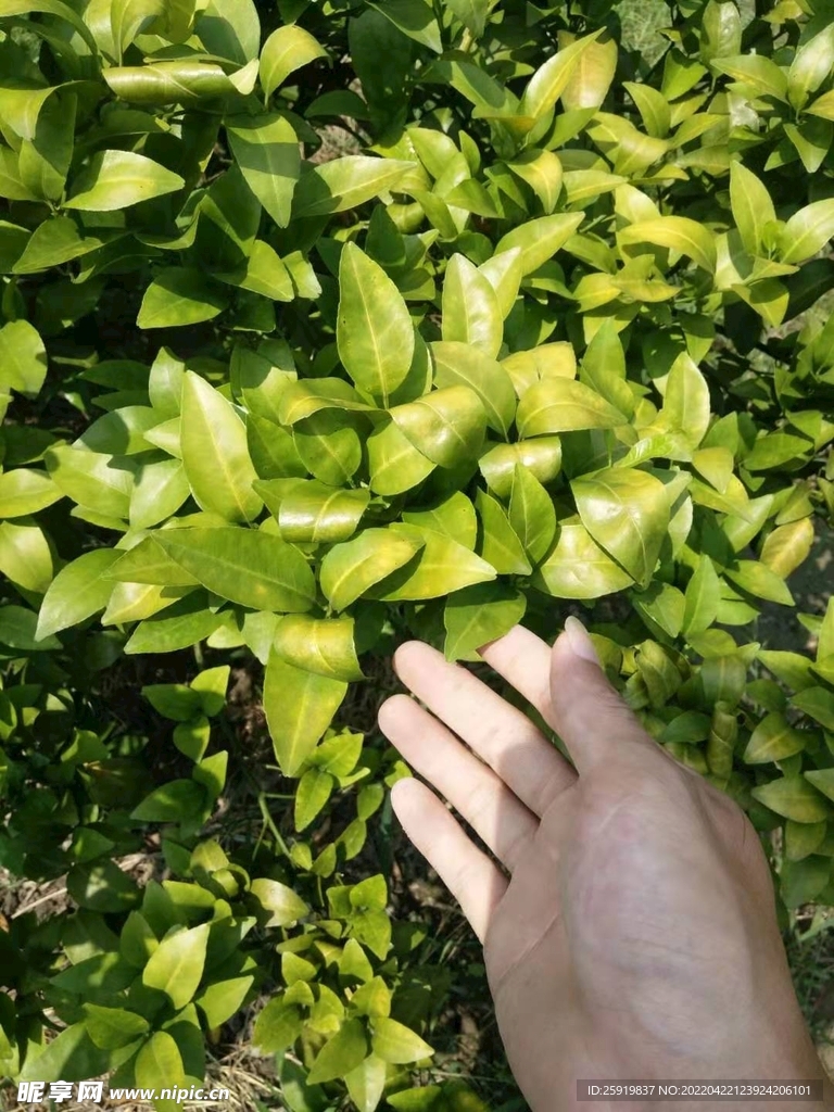 柑橘黄化
