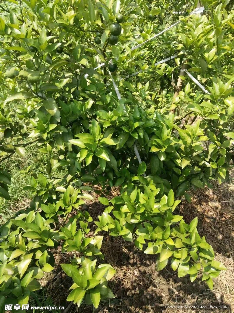 柑橘黄化