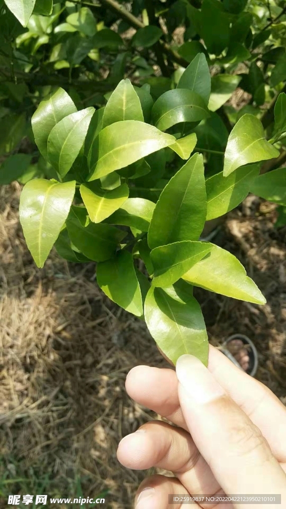 柑橘黄化