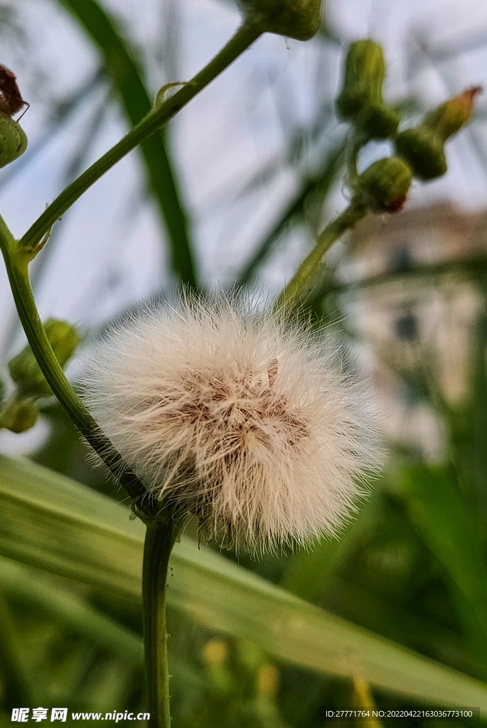 蒲公英  细密