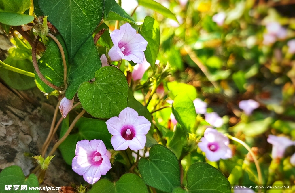 小花假番薯