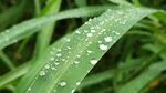 雨后的草