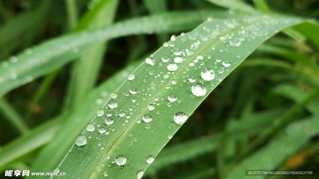 雨后的草