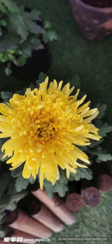菊花