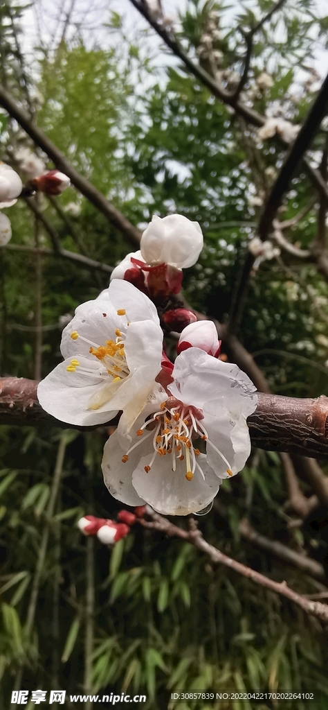 花朵