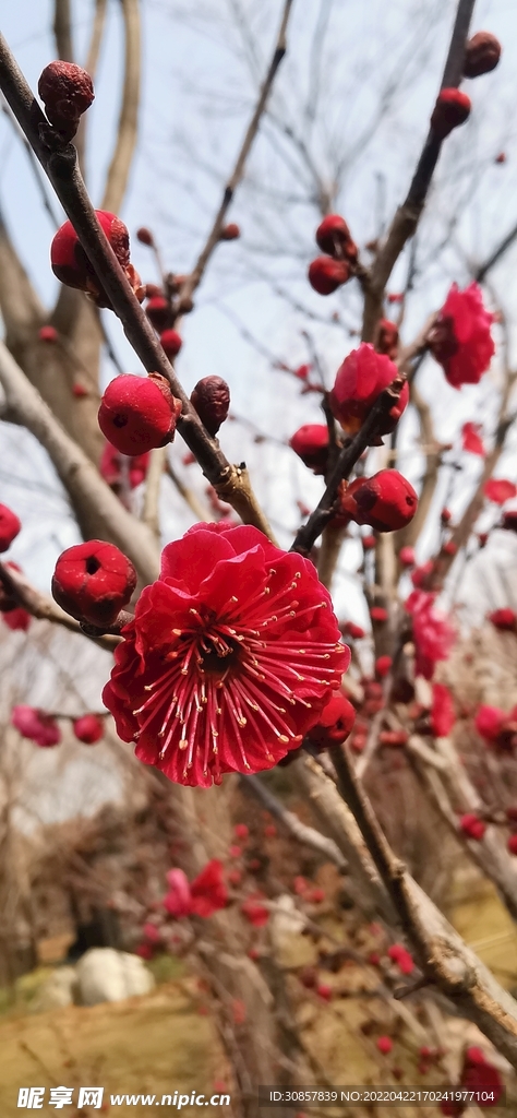 美丽的花朵