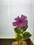 四季春长春花