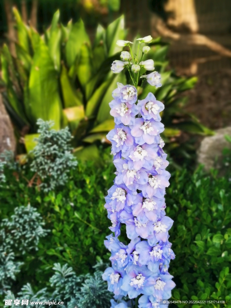 高翠雀花飞燕草雀翠花