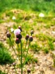 泥胡菜菊科
