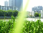野生芦苇河边