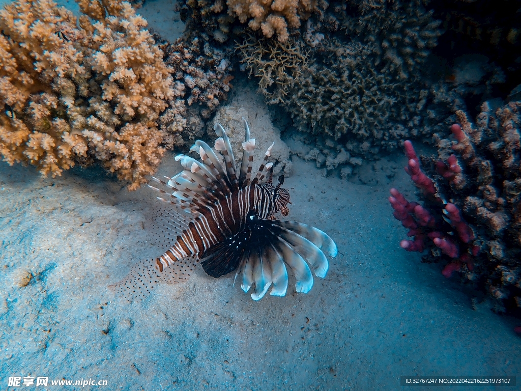 海洋特殊品种鱼