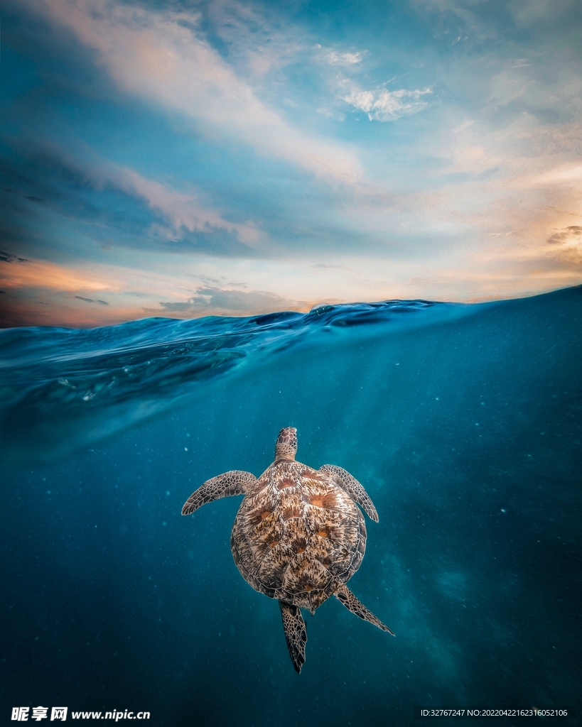 海洋海龟