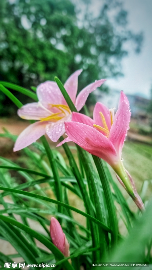 雨后鲜花