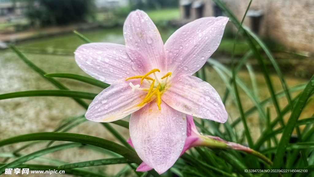 雨后兰花