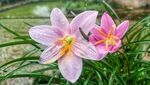 雨后兰花