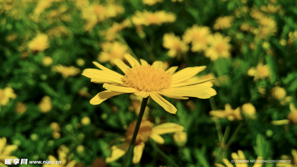 菊花