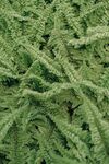 草