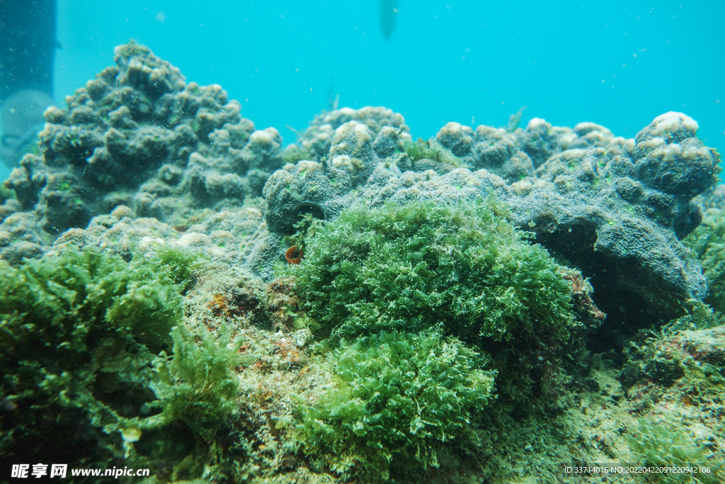 海底世界珊瑚礁异国情调的热带鱼