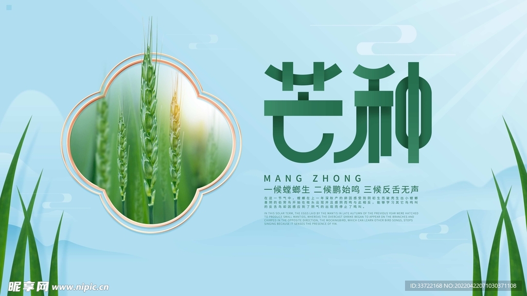 芒种
