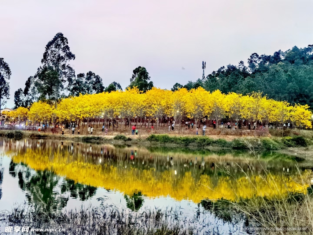 阳西县 风景 景色  黄花风铃