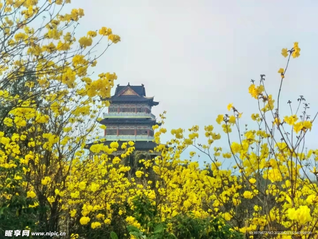 阳西 黄花风铃 塔 大垌山 景