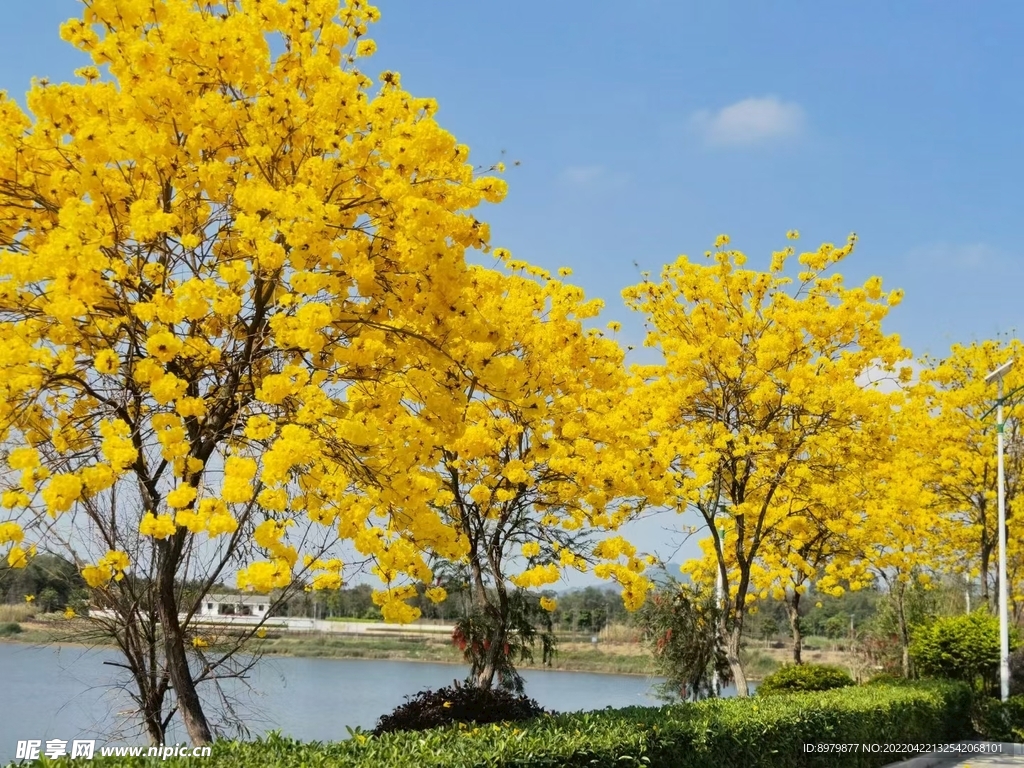 黄花风铃 美景 景色 景观树