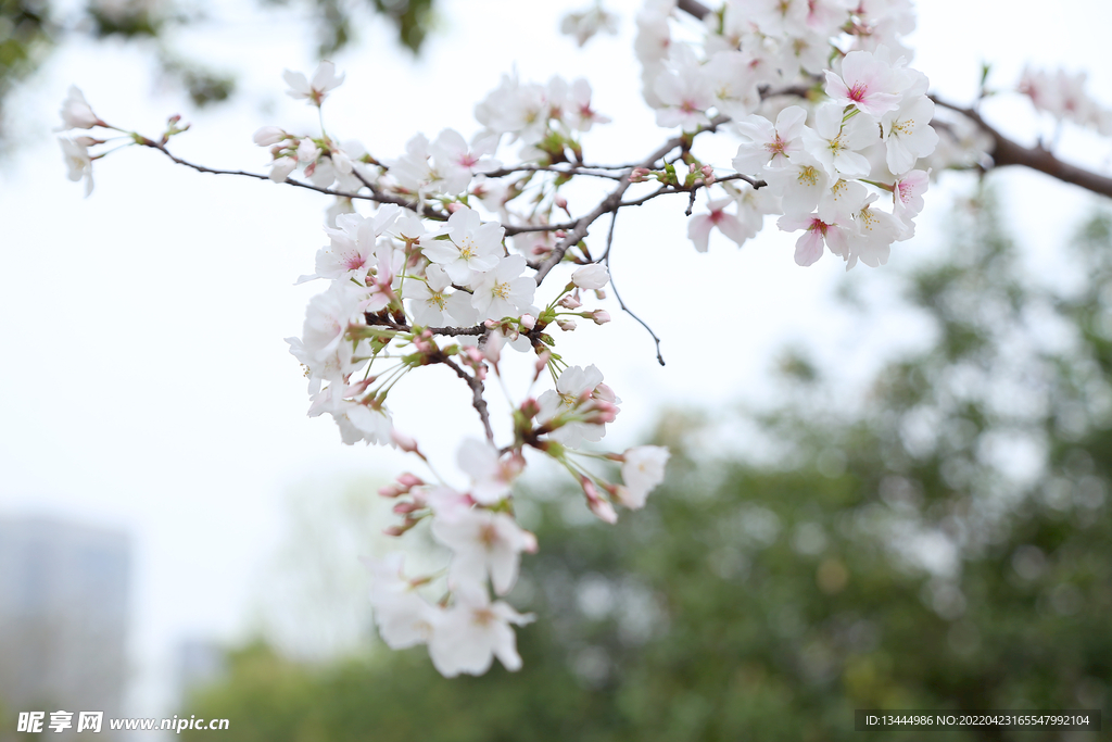 李子花