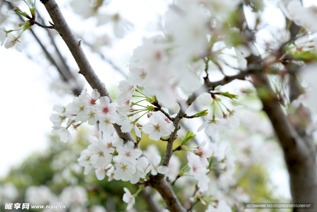 李子花