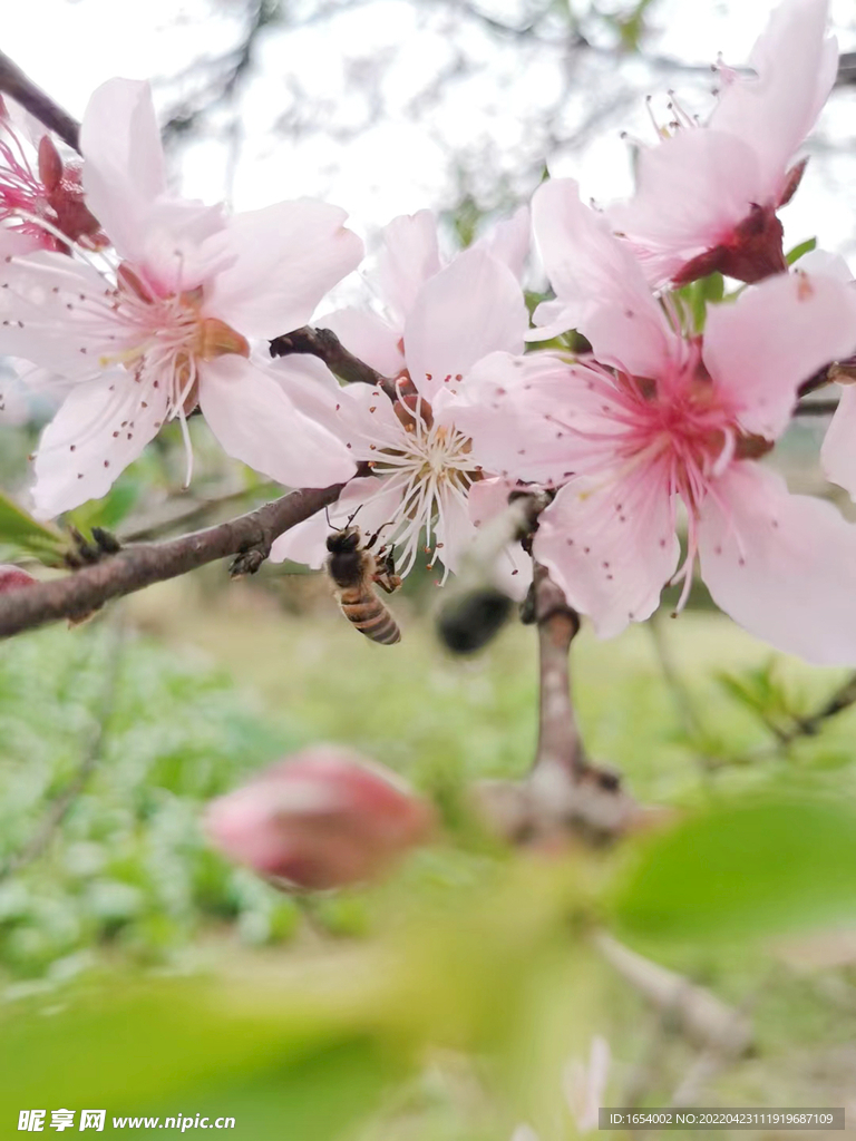 桃花