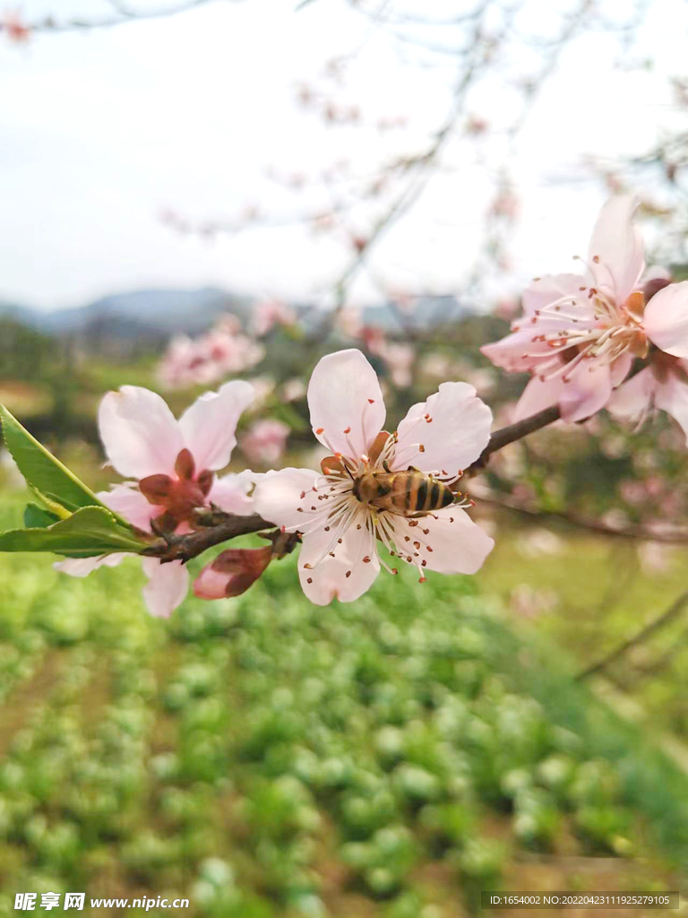 桃花