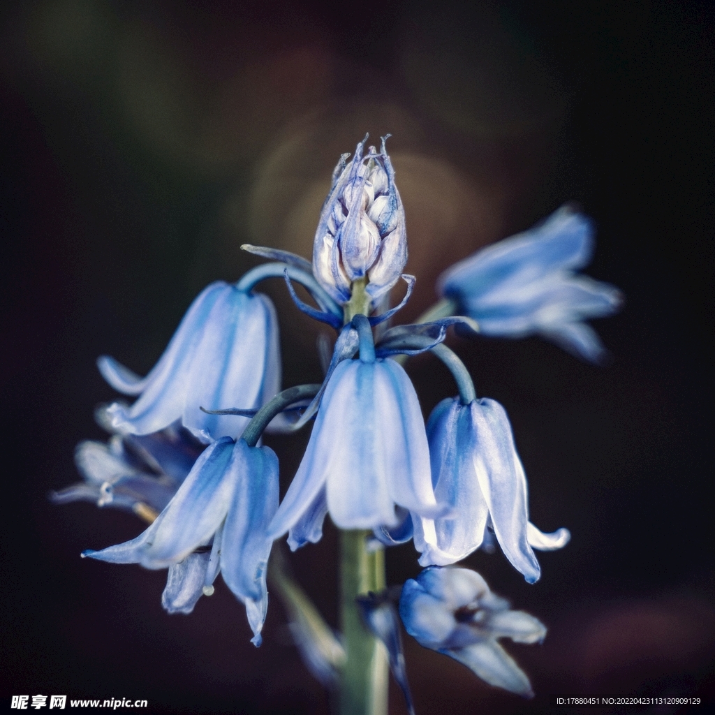蓝铃花
