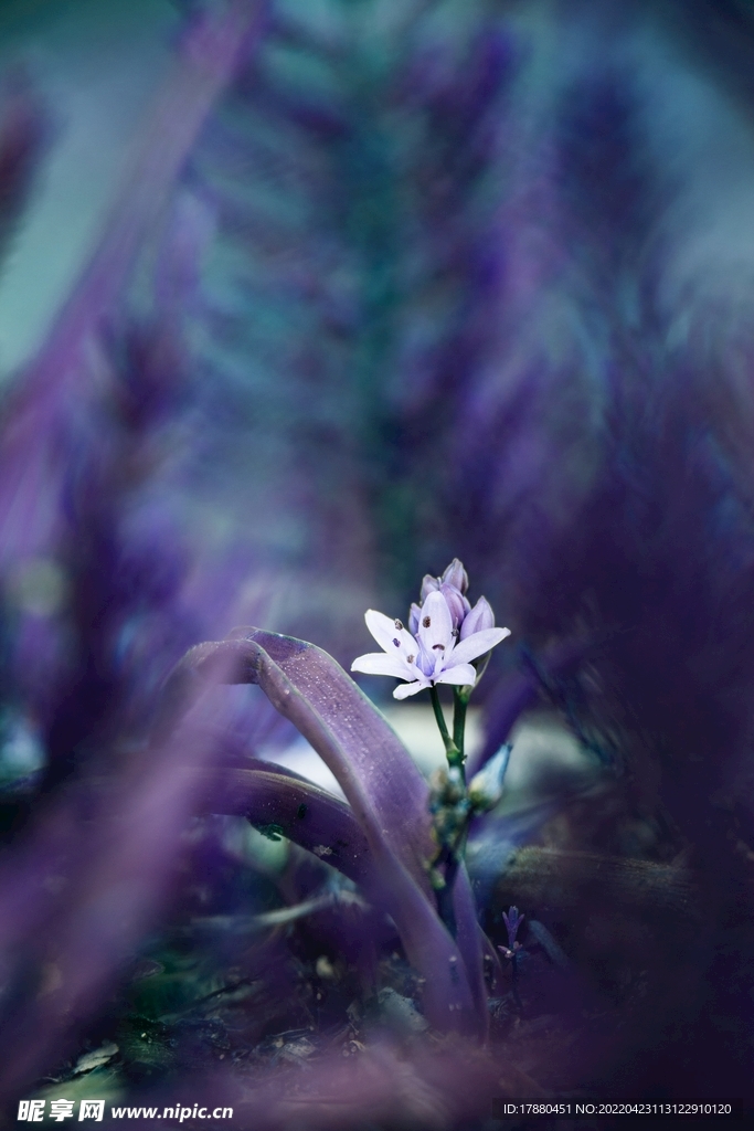 花卉