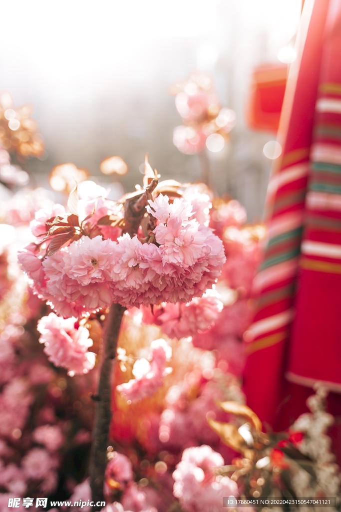 樱花