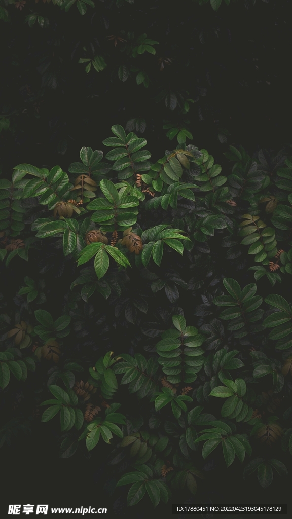 臭椿