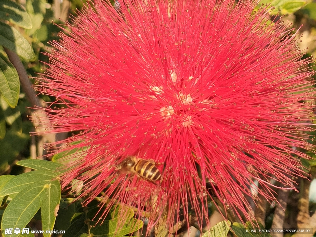 蜜蜂与花