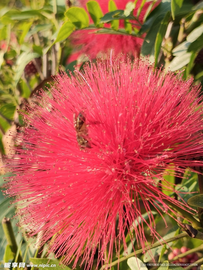 朱缨花