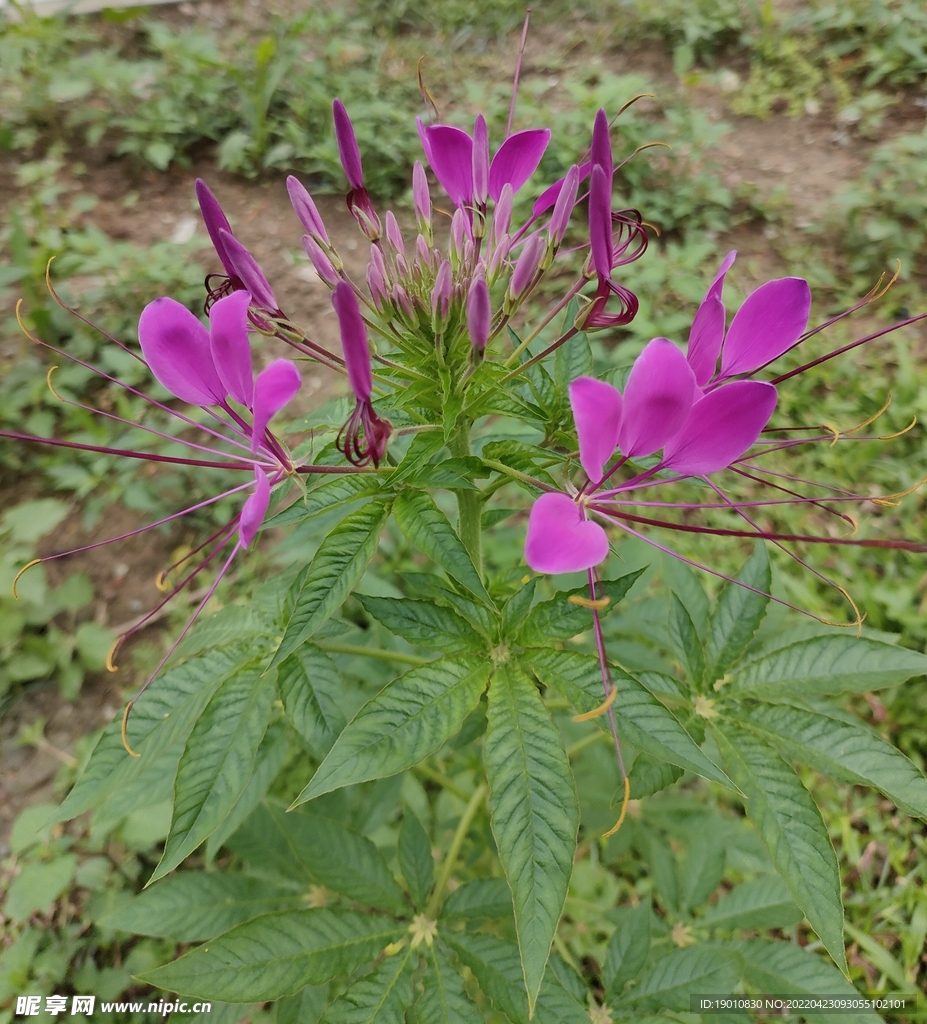 醉蝶花