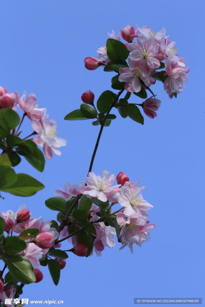 海棠花 
