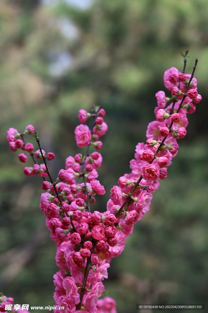 榆叶梅 
