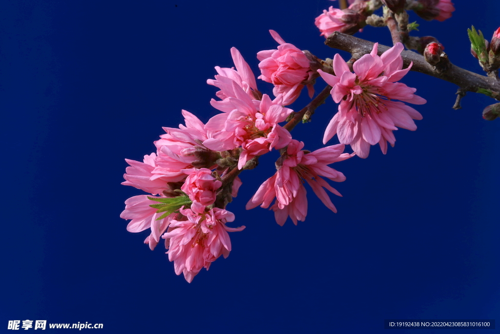 菊花桃