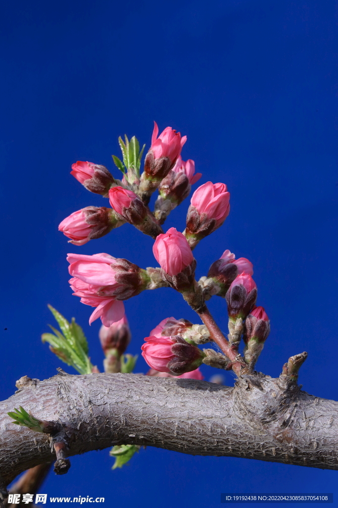 菊花桃 