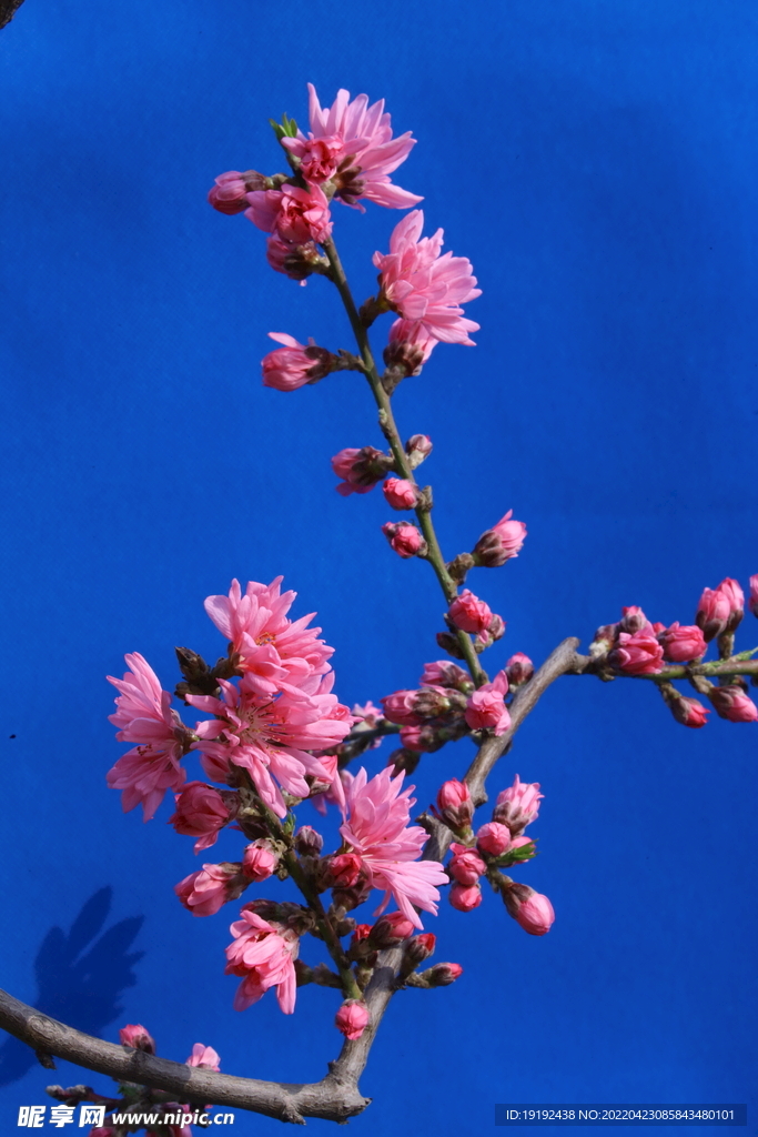 菊花桃 