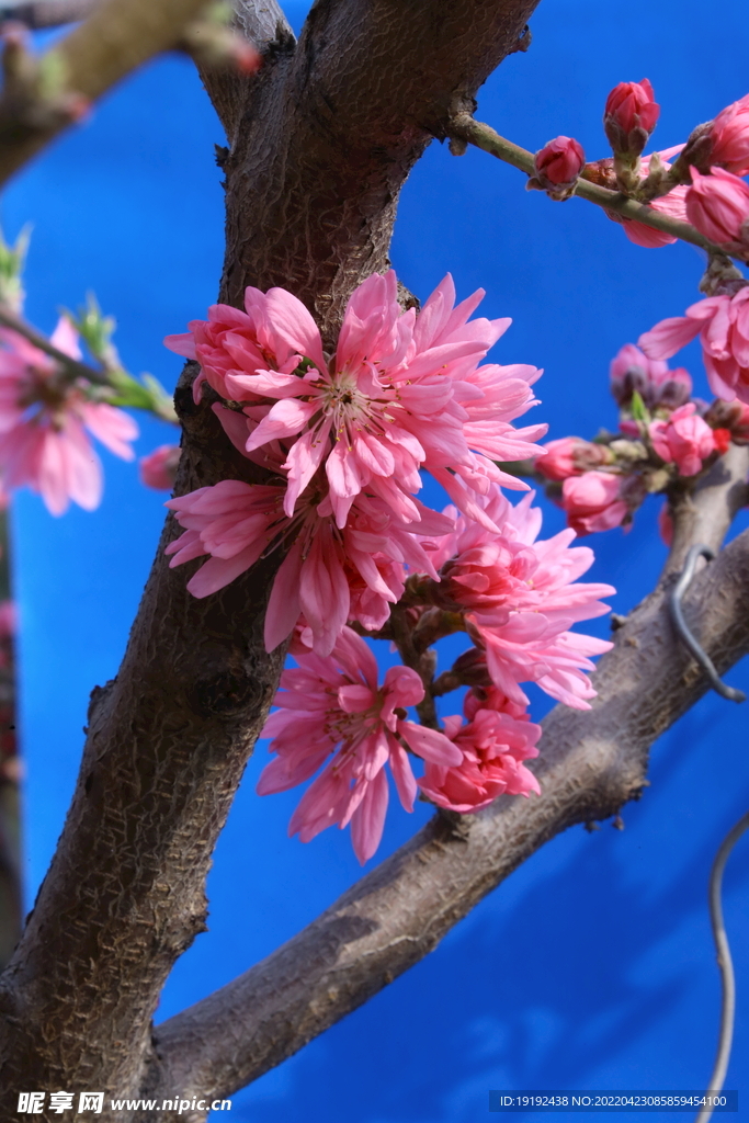 菊花桃