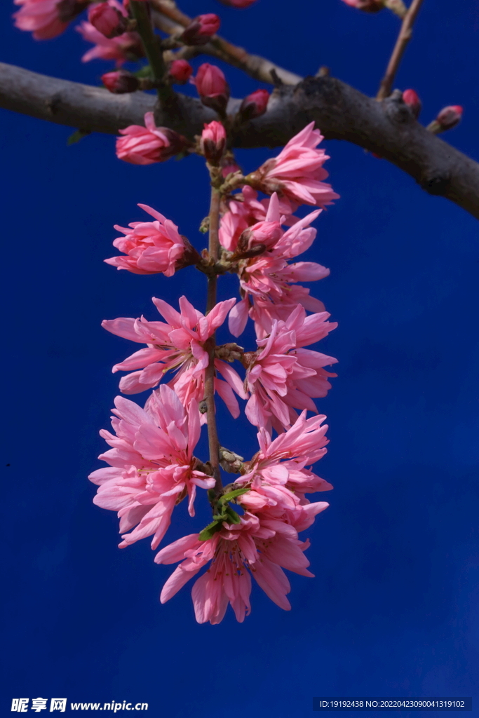 菊花桃