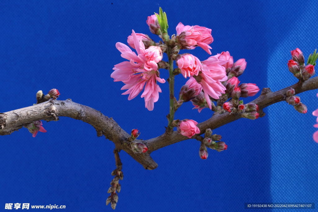 菊花桃