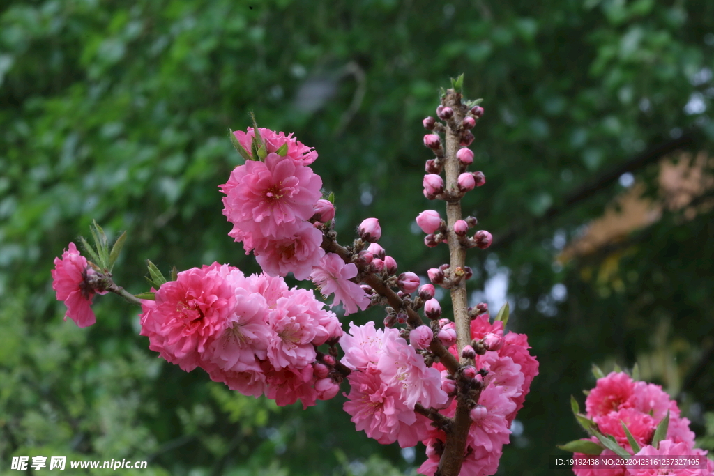 碧桃花