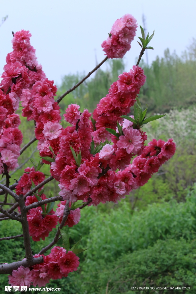 碧桃花 