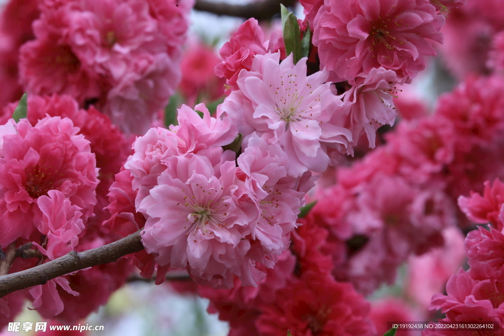 碧桃花